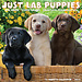 Willow Creek Labrador Retriever Puppies Calendar 2025