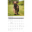 Calendario Labradoodle 2025