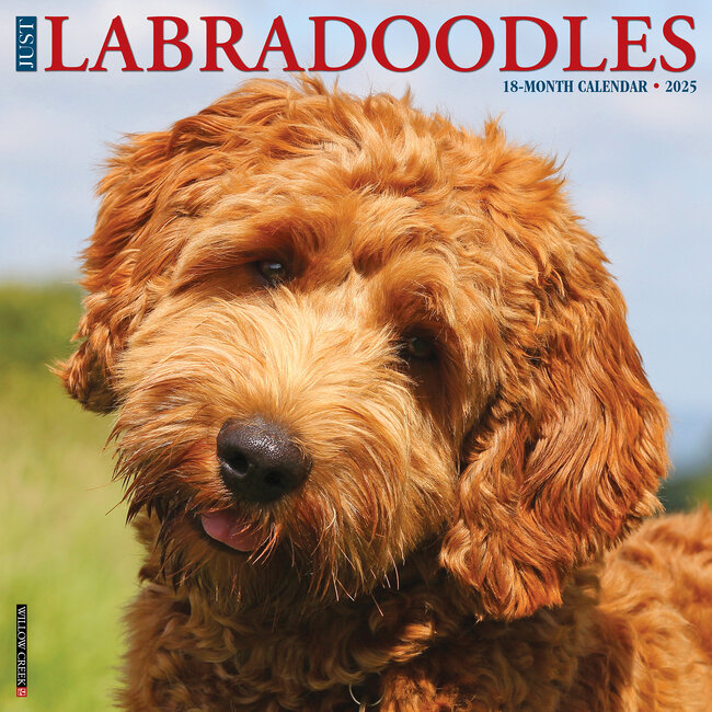 Willow Creek Calendrier Labradoodle 2025