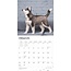 Calendario Cachorros Husky Siberiano 2025