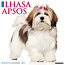 Calendario Lhasa Apso 2025