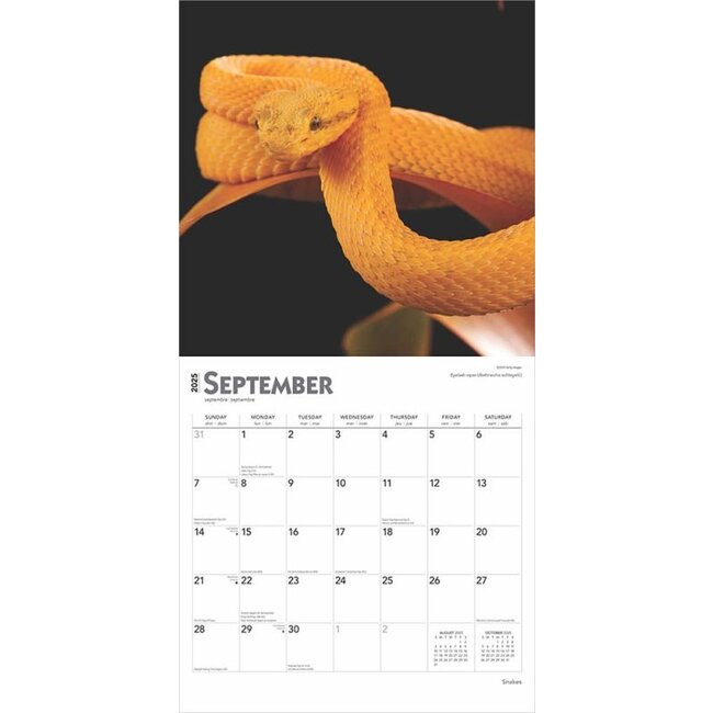 Buy Snake Calendar 2025? Order online quickly and easily