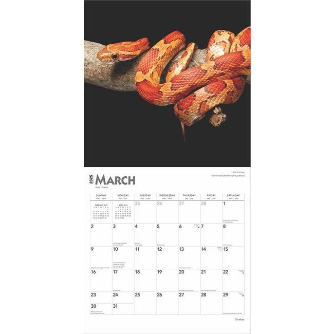 Buy Snake Calendar 2025? Order online quickly and easily