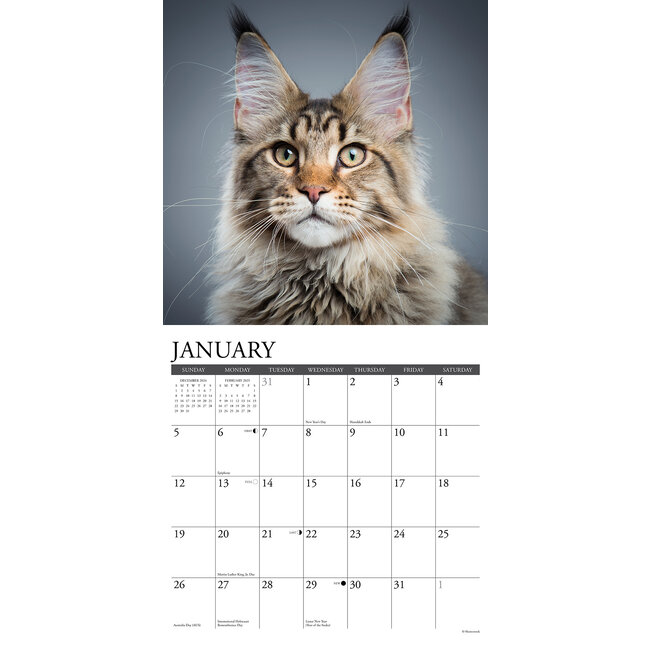 Maine Coon Calendar 2025 Buy Order easily online Kalenderwinkel.nl