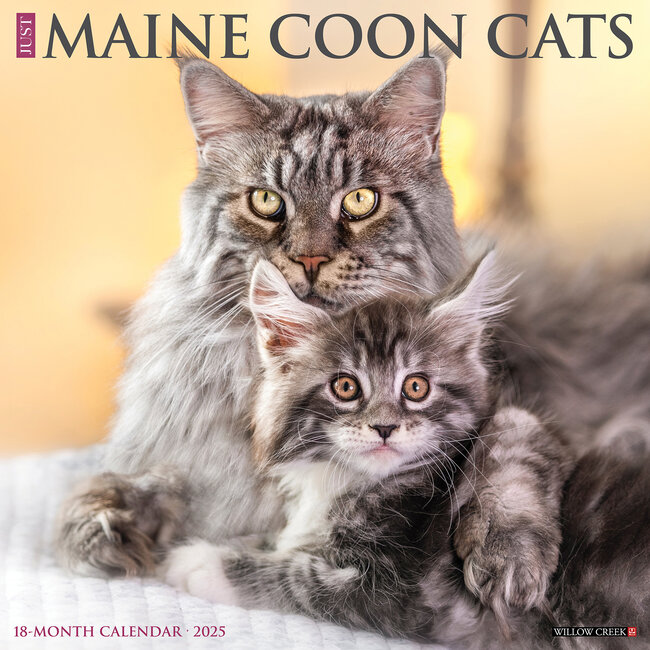 Calendrier Maine Coon 2025