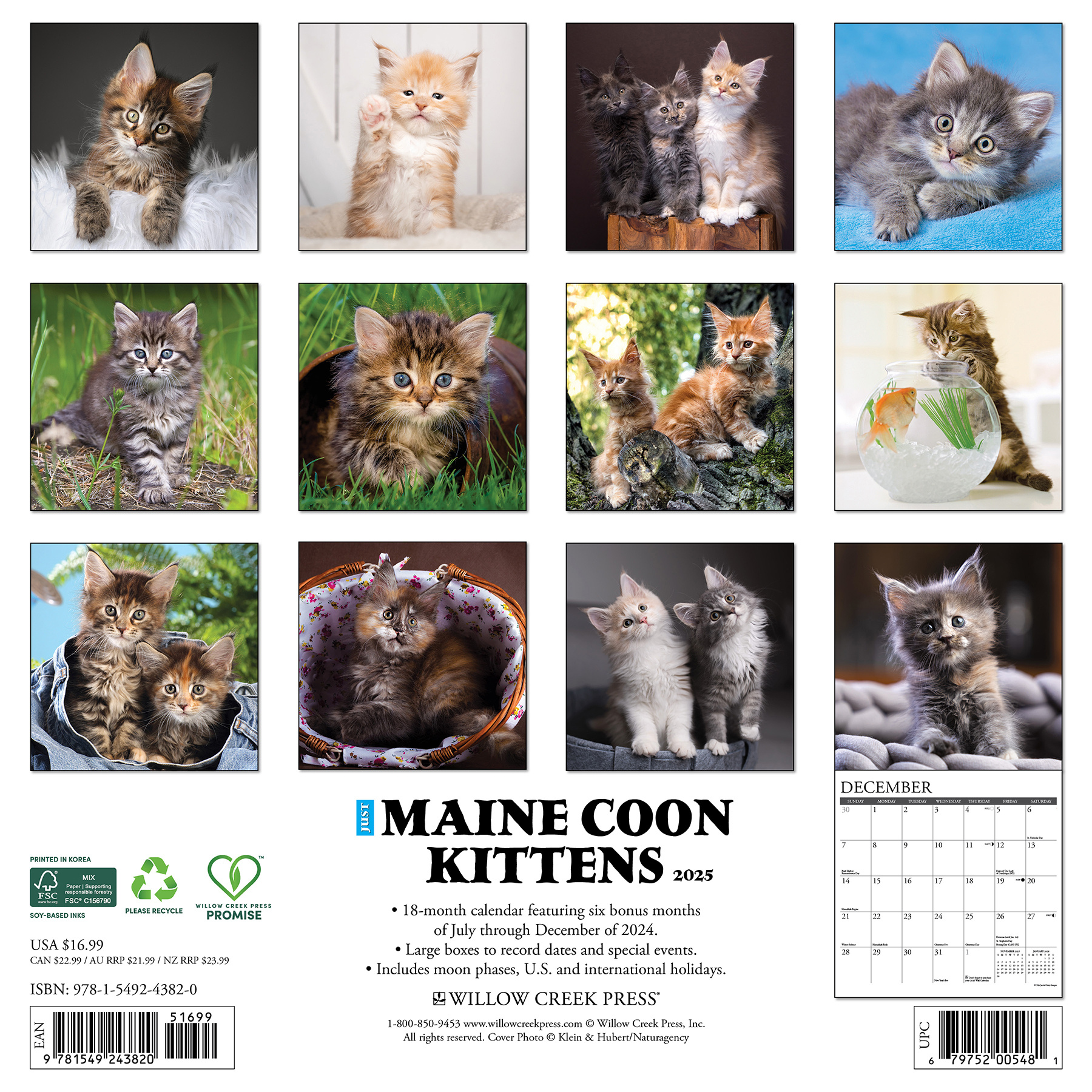 Buy Maine Coon Kittens Calendar 2025 Order online easily