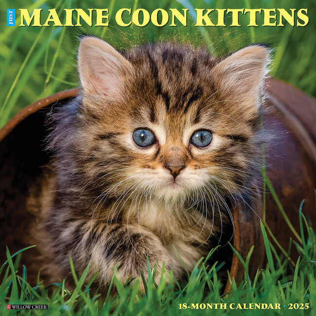 Willow Creek Calendrier des chatons Maine Coon 2025