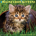 Willow Creek Maine Coon Kittens Kalender 2025