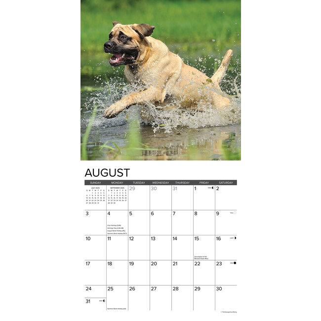 English Mastiff Calendar 2025 Buy? Order easily online Kalenderwinkel.nl