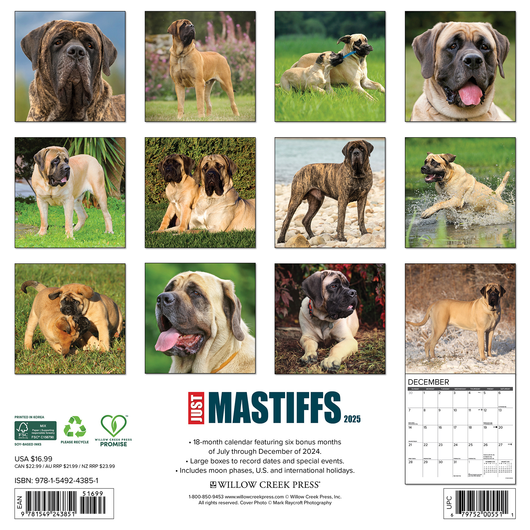 English Mastiff Calendar 2025 Buy? Order easily online Kalenderwinkel.nl