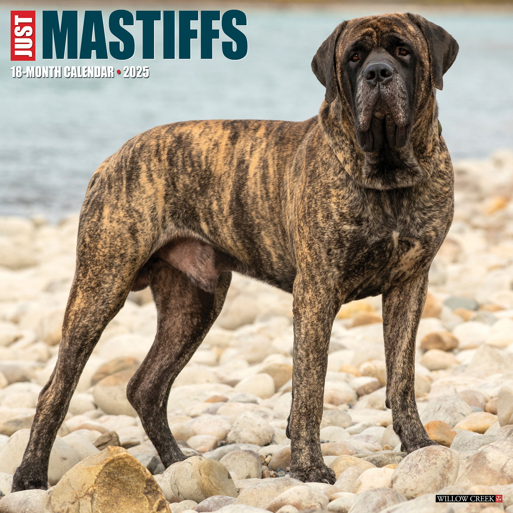 Engelse Mastiff Kalender 2025