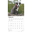 Staffordshire Bull Terrier Chiots Calendrier 2025