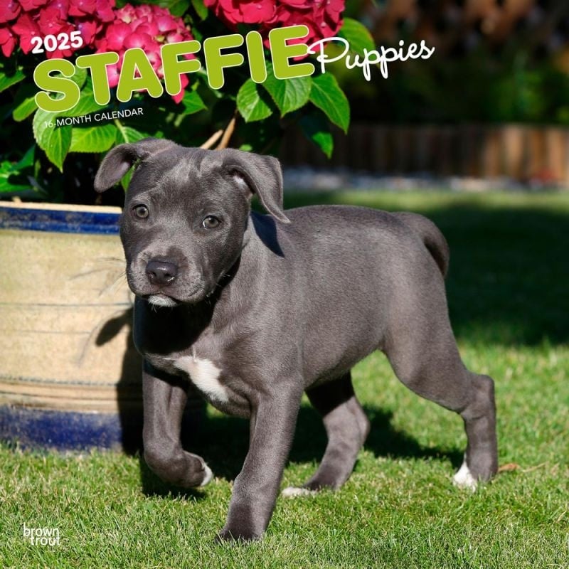 Staffordshire Bull Terrier Puppies Calendar 2025 Buy? Kalenderwinkel.nl