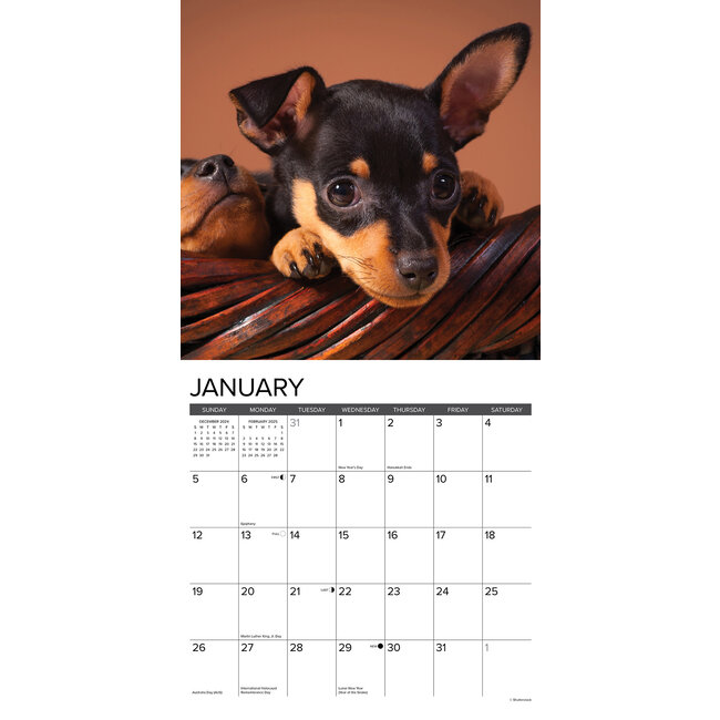 Buy Miniature Pinscher Calendar 2025 Order easily online