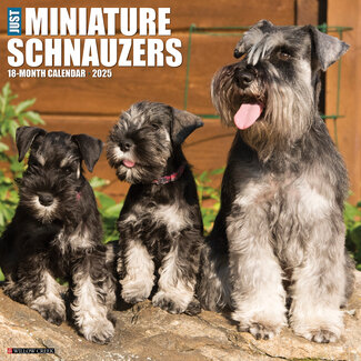 Willow Creek Calendario Schnauzer in miniatura 2025