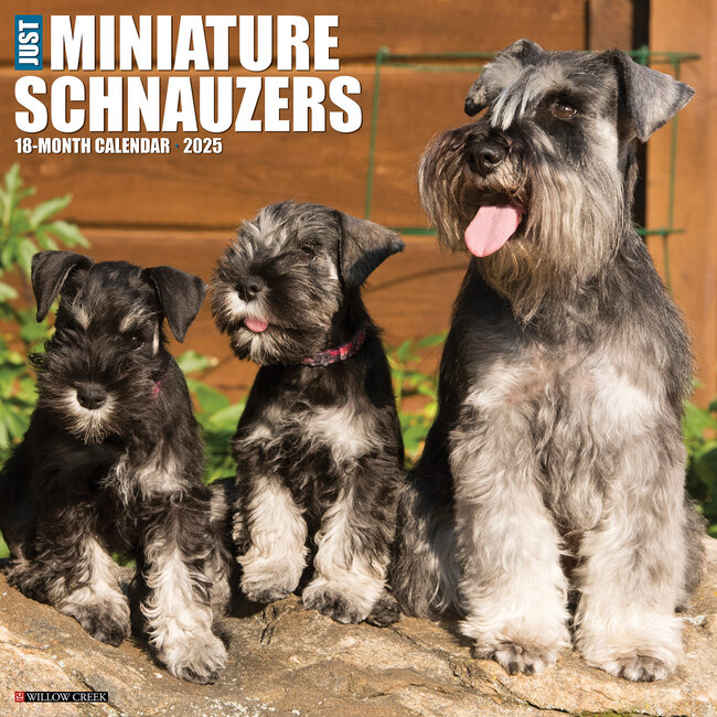 Calendario Schnauzer in miniatura 2025