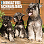 Calendario Schnauzer in miniatura 2025