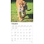 Tiger-Kalender 2025