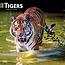 Tiger Calendar 2025