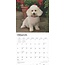 Toy and Miniature Poodle Calendar 2025