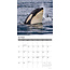 Calendario Orca 2025