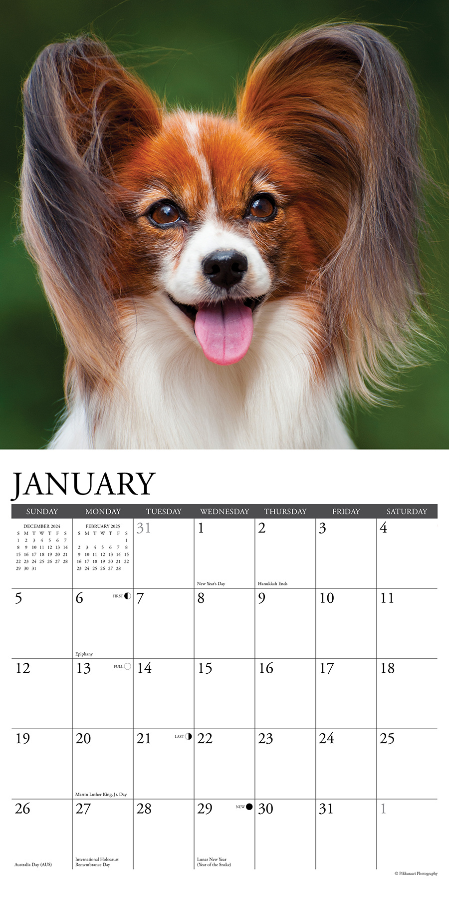 Papillon Kalender 2025 Kopen? Bestel eenvoudig Online Kalenderwinkel.nl