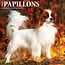 Willow Creek Papillon Calendar 2025