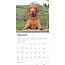 Calendario Vizsla 2025