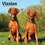 Browntrout Vizsla Kalender 2025