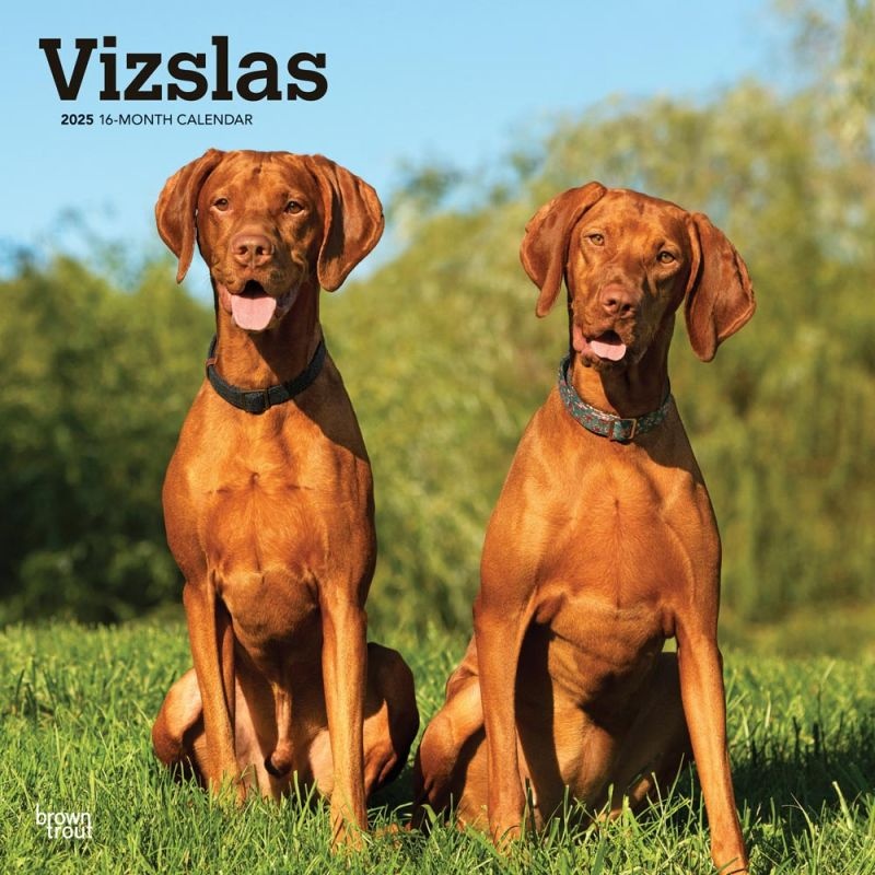 Vizsla Kalender 2025