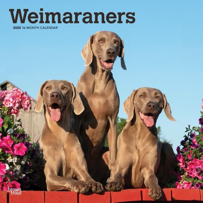 Weimaraner Calendar 2025