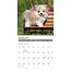 Pomeranian Puppies Kalender 2025