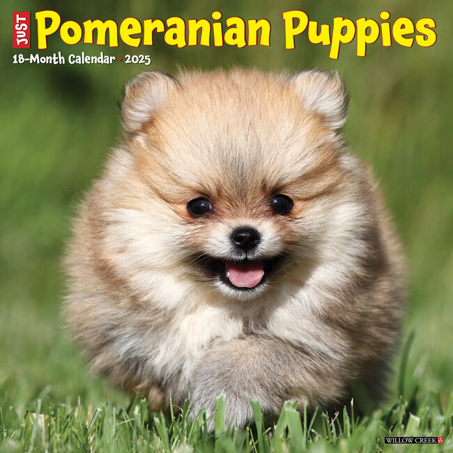 Willow Creek Pomeranian Puppies Calendar 2025