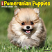 Willow Creek Pomeranian Puppies Kalender 2025