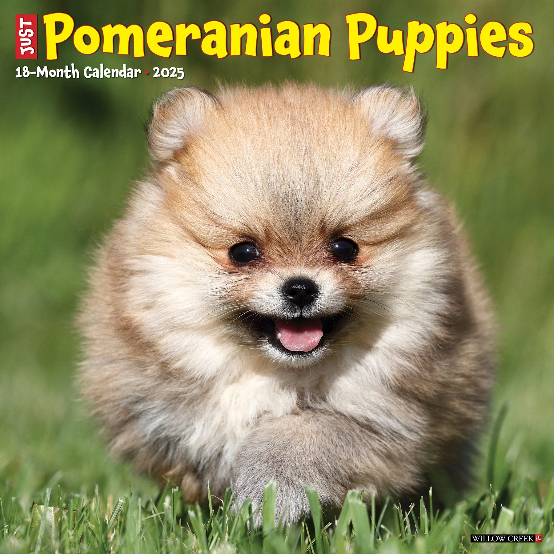 Pomeranian Puppies Kalender 2025