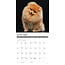 Pomeranian Kalender 2025