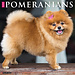 Willow Creek Pomeranian Kalender 2025