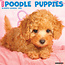 Poodle Puppies Calendar 2025