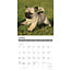 Calendrier des chiots carlins 2025