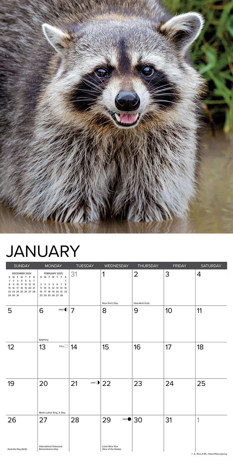 Naughty Raccoon Calendar 2025 Buy Order online easily Kalenderwinkel.nl