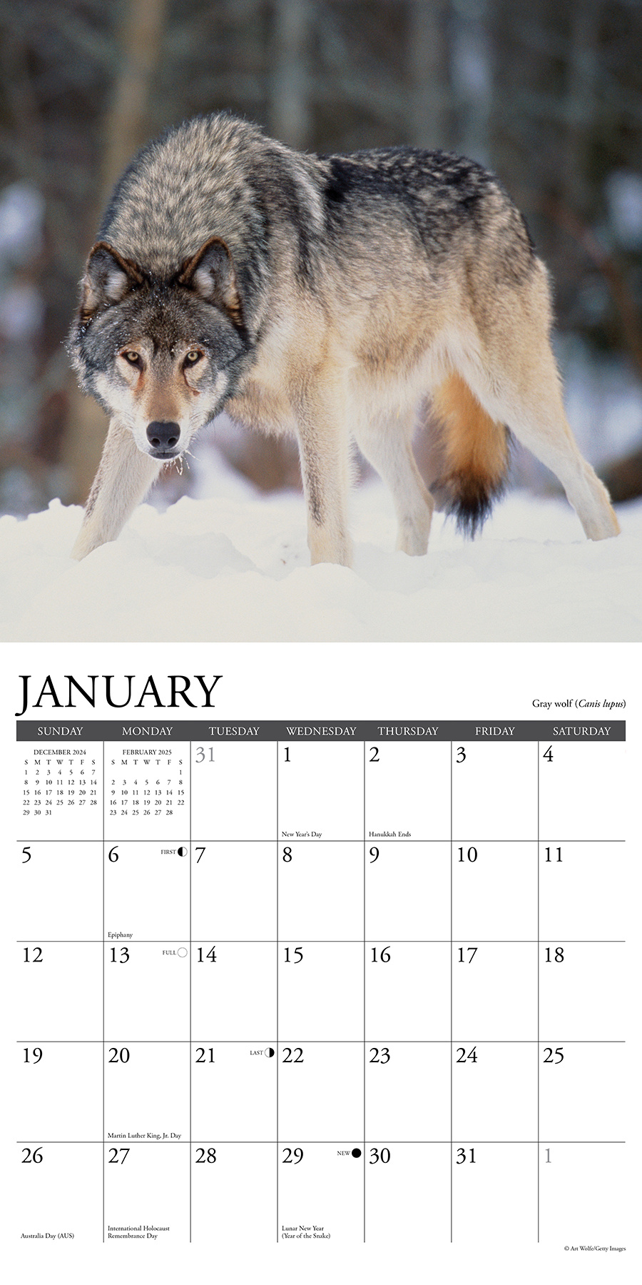 Rocky Mountain Wildlife Kalender 2025 Kopen? Bestel eenvoudig Online Kalenderwinkel.nl