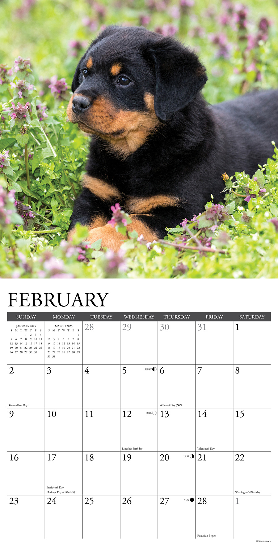 Buying Rottweiler Puppies Calendar 2025 Order online easily