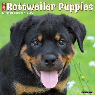 Willow Creek Calendario dei cuccioli di rottweiler 2025