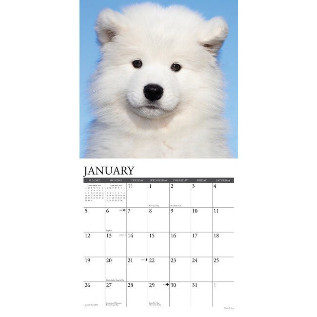 Buy Samoyed Calendar 2025 Order easily online Kalenderwinkel.nl