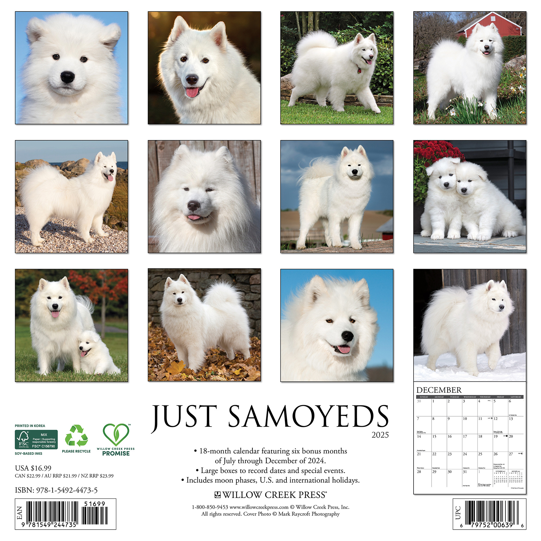 Buy Samoyed Calendar 2025 Order easily online Kalenderwinkel.nl