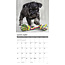 Calendrier des chiots schnauzers 2025