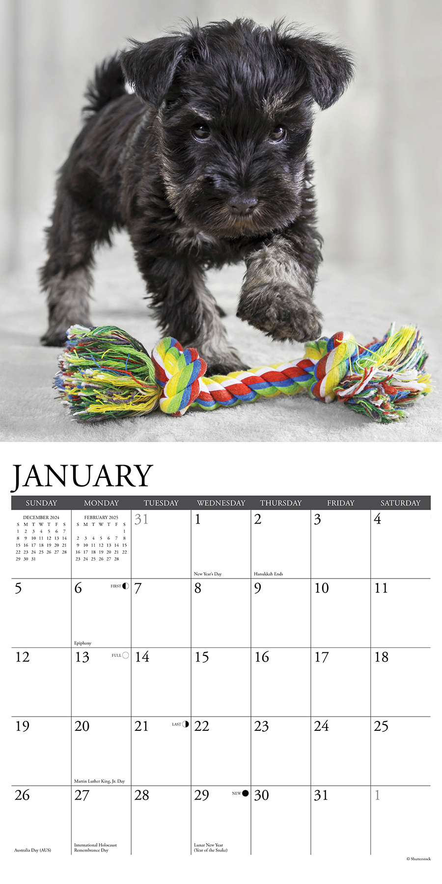 Buy Schnauzer Puppies Calendar 2025 Order online easily