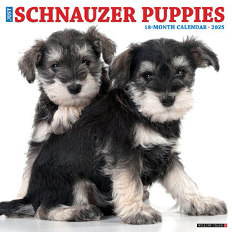 Willow Creek Calendrier des chiots schnauzers 2025