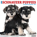 Willow Creek Schnauzer Puppies Calendar 2025