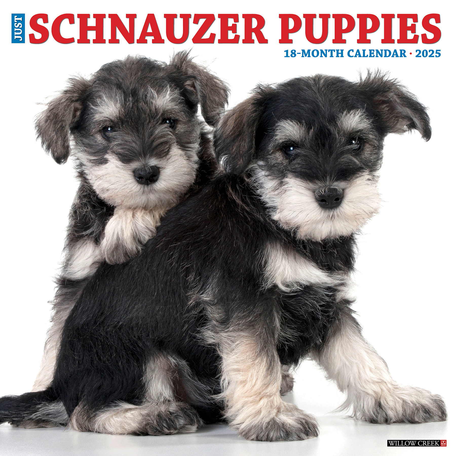 Schnauzer Puppies Kalender 2025